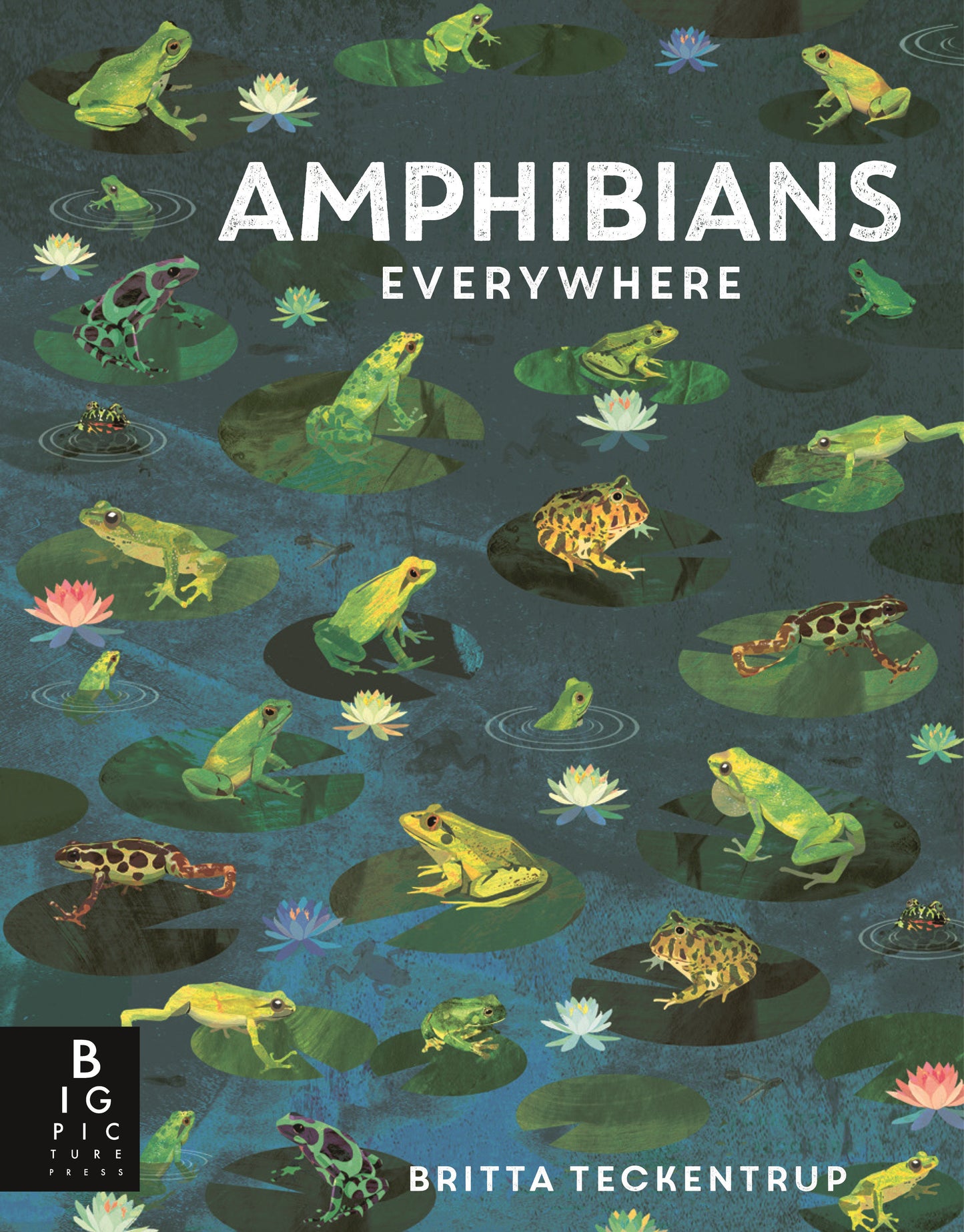 Amphibians Everywhere (Animals Everywhere)