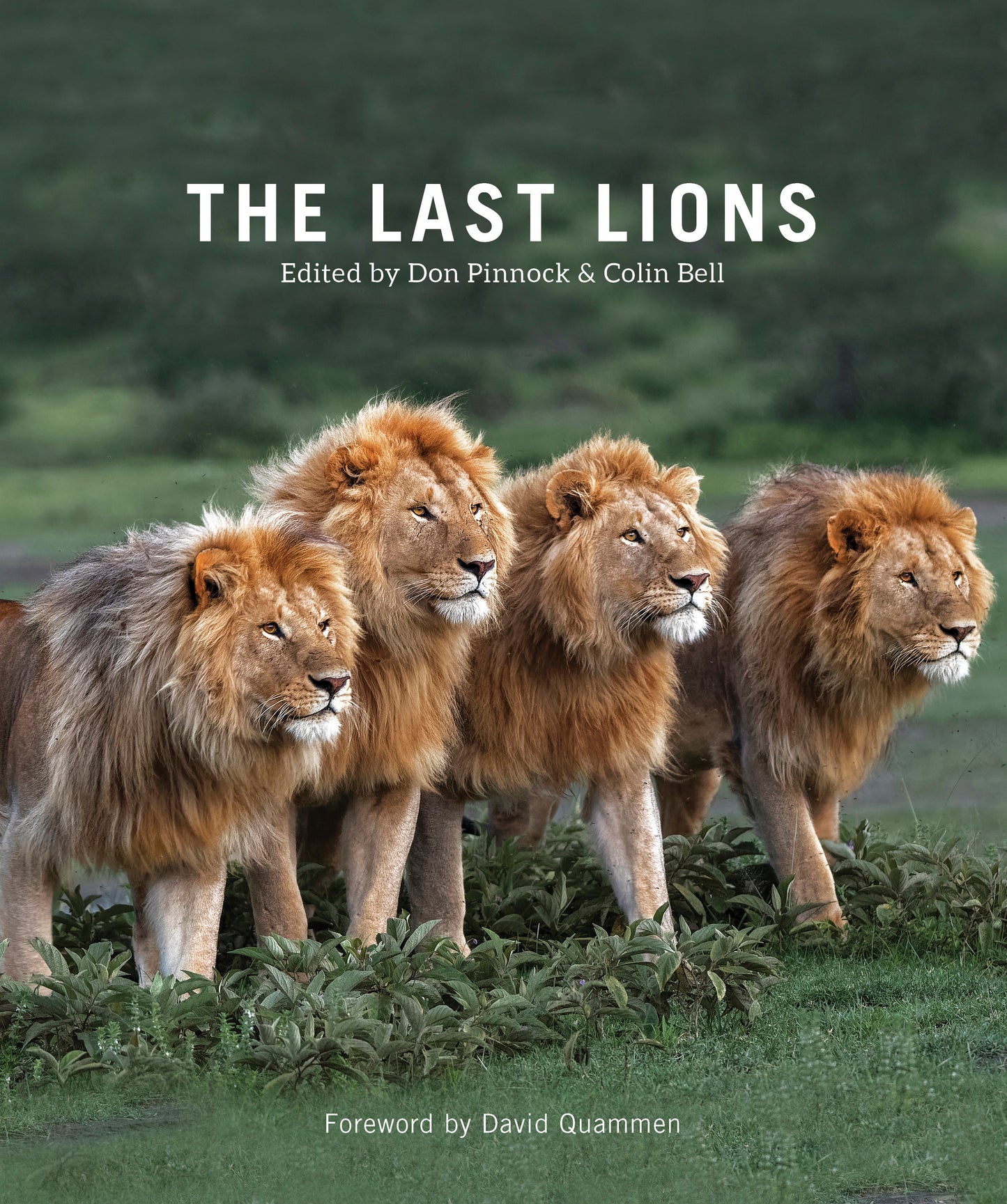 The Last Lions