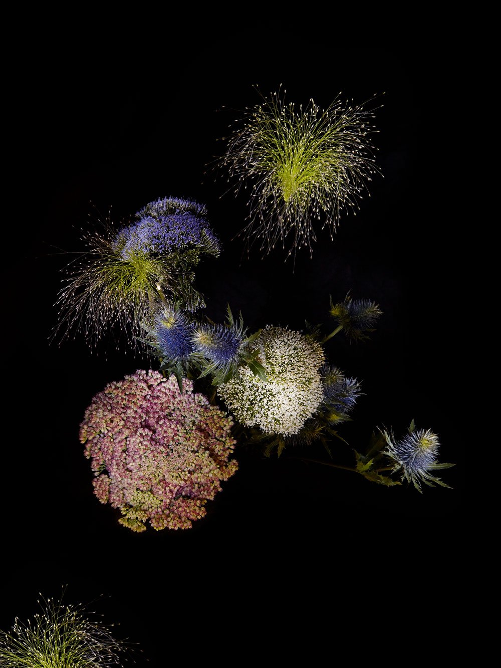 The Still Life