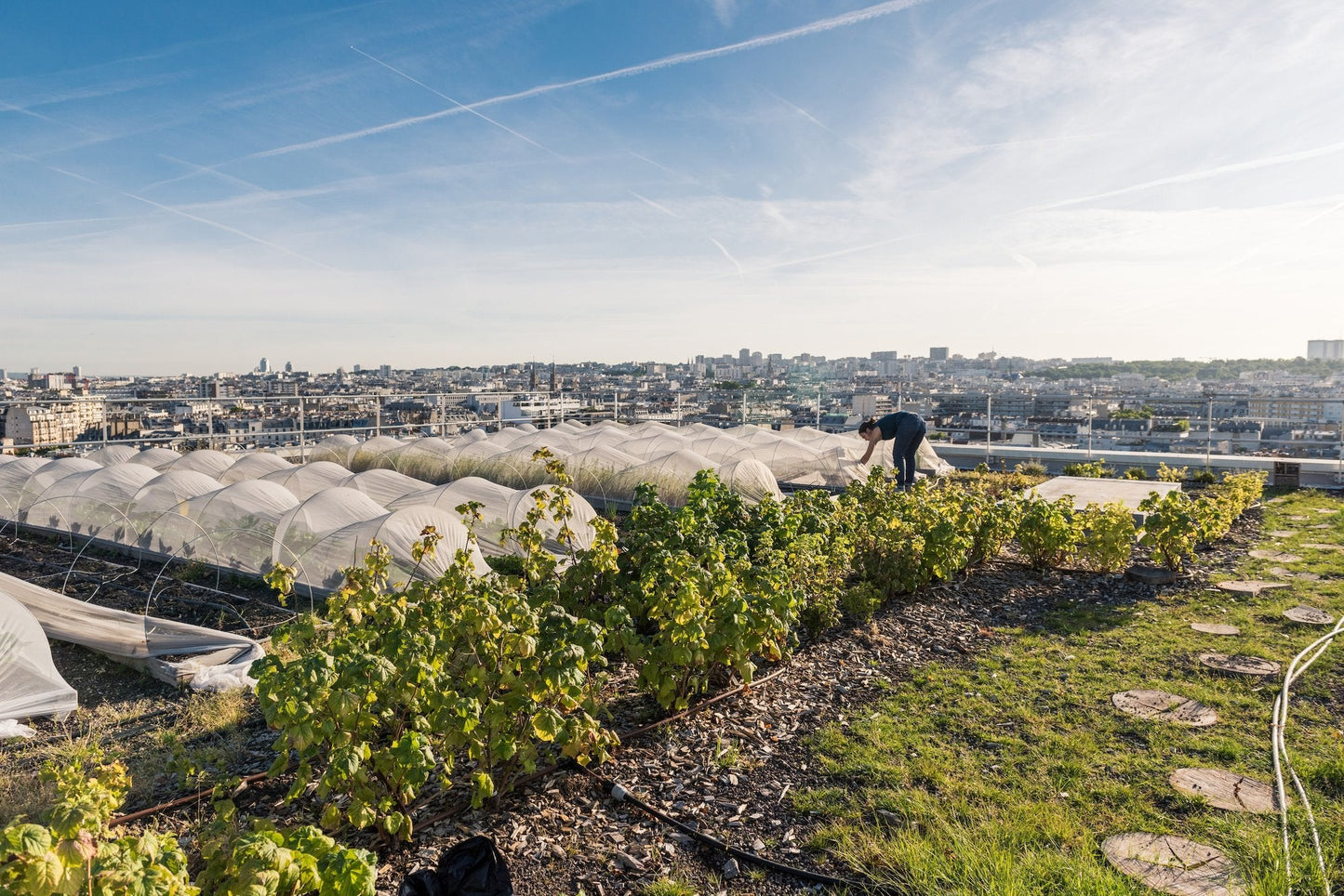 Fermiers urbains