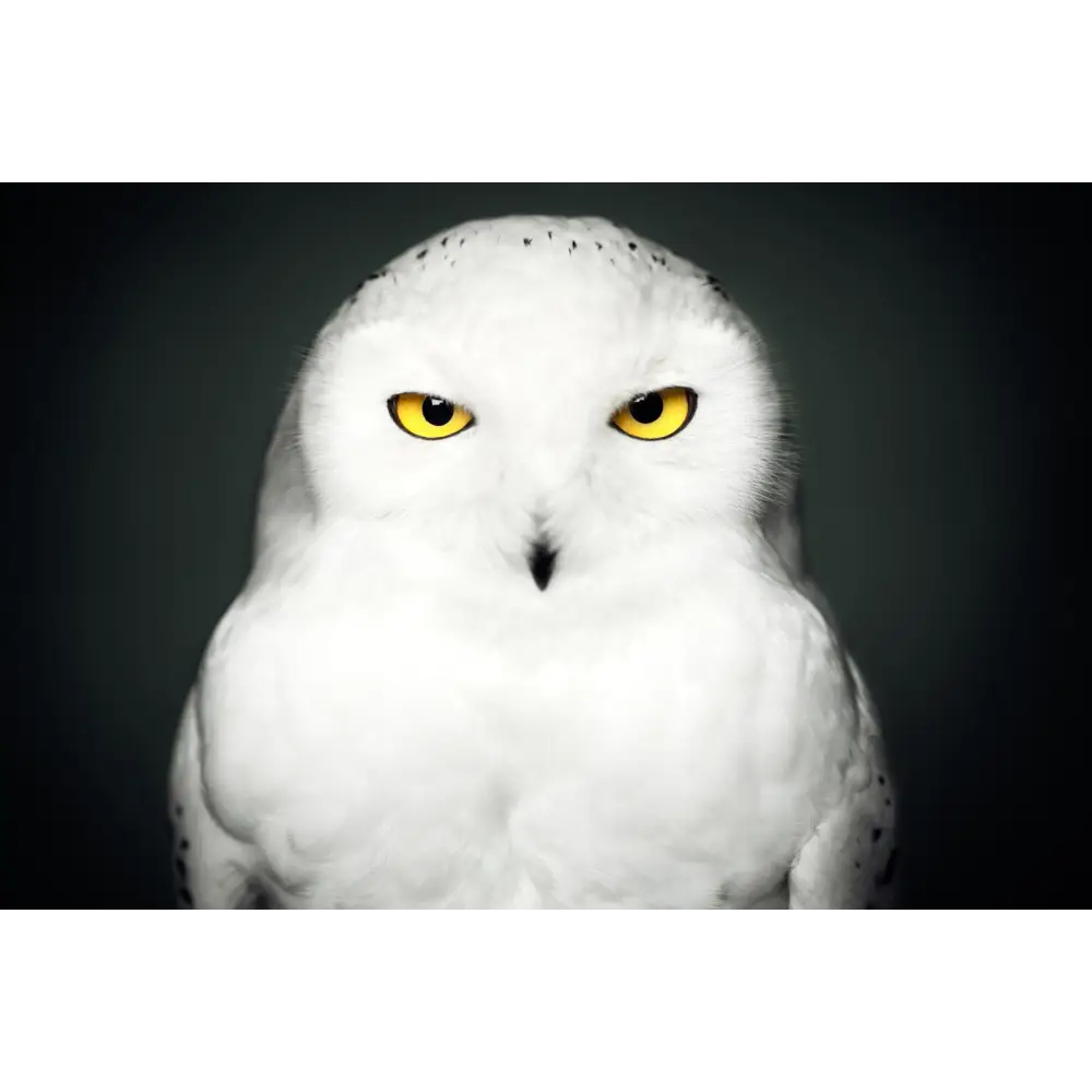 Between Us: Animal Portraits Book