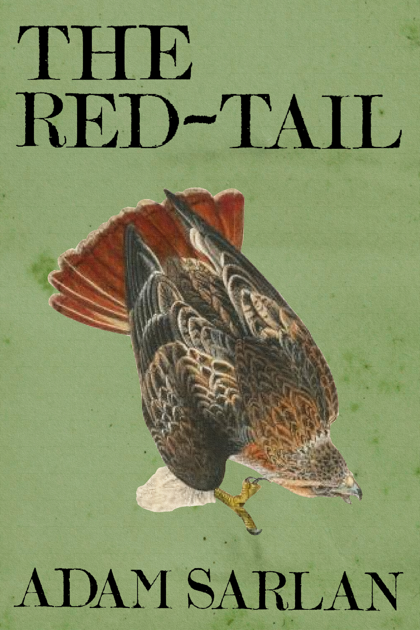 The Red-Tail, by Adam Sarlan