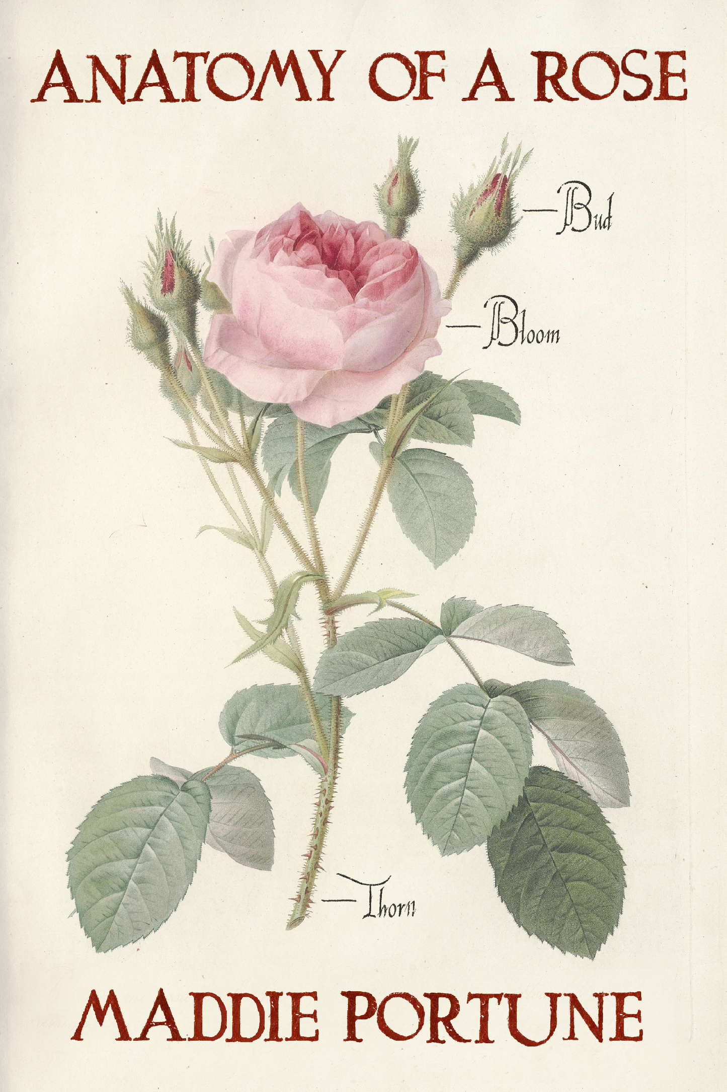 Anatomy of a Rose, by Maddie Portune