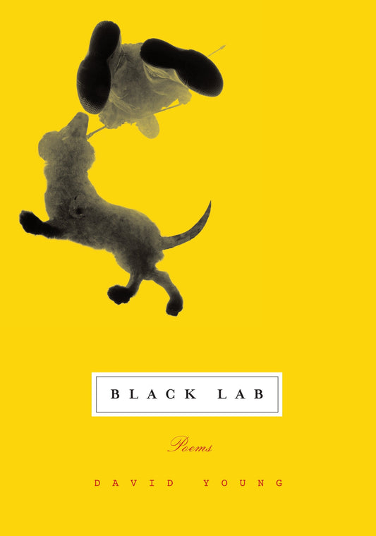 Black Lab - Poems