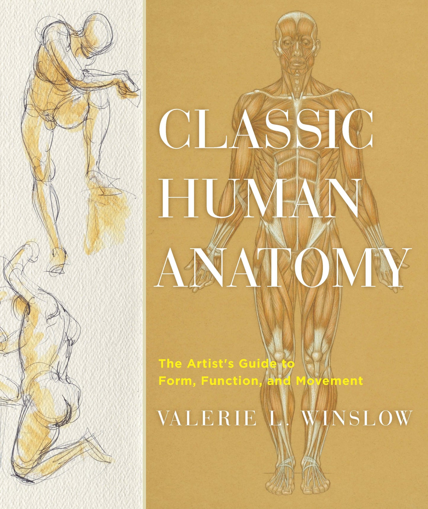 Classic Human Anatomy - The Artist's Guide to Form, Function, and Movement