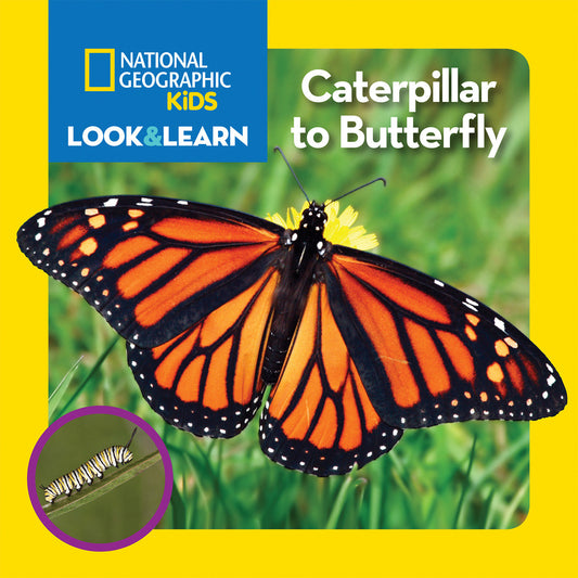 National Geographic Kids Look & Learn: Caterpillar to Butterfly (Look & Learn)