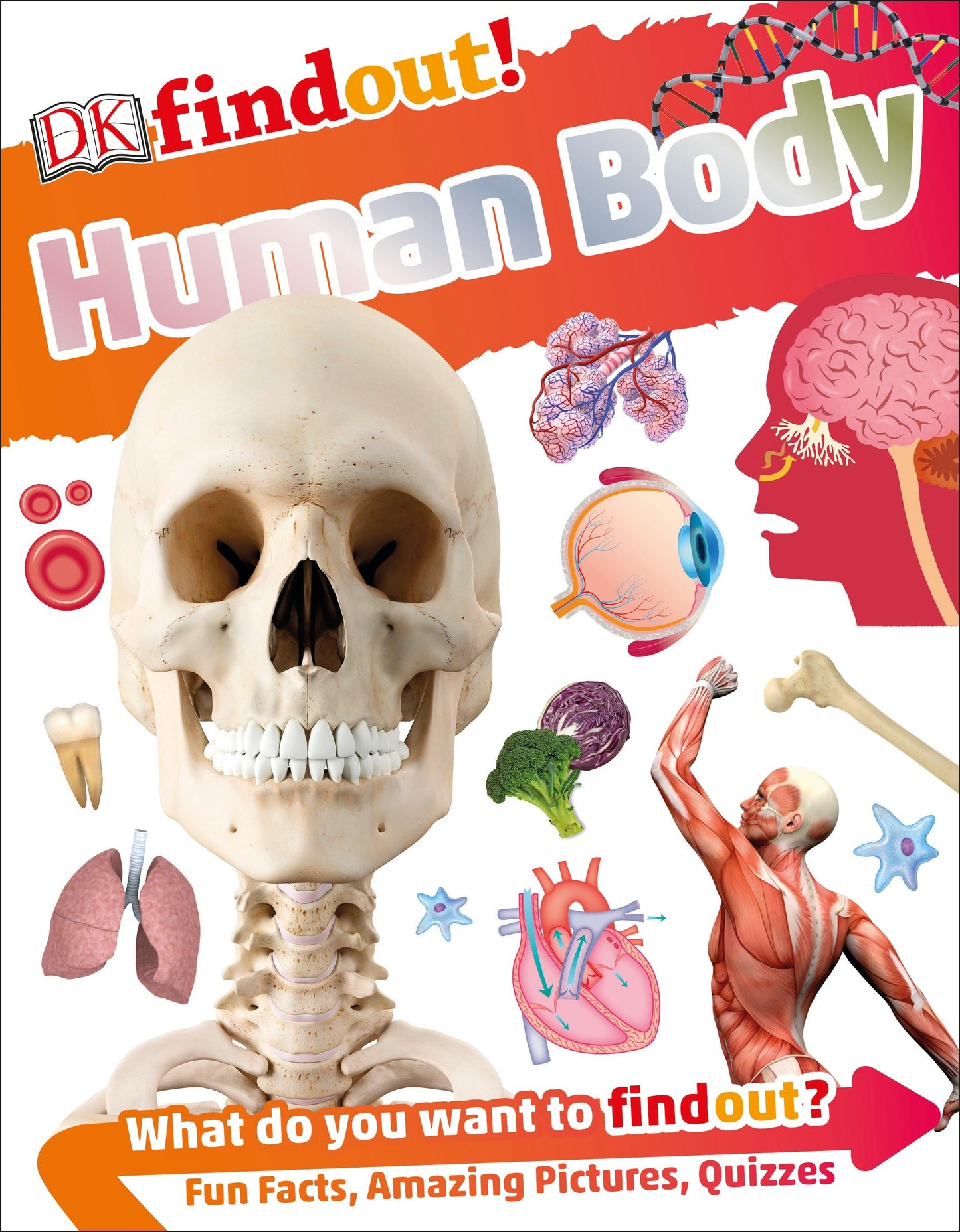 DKfindout! Human Body (DK findout!)