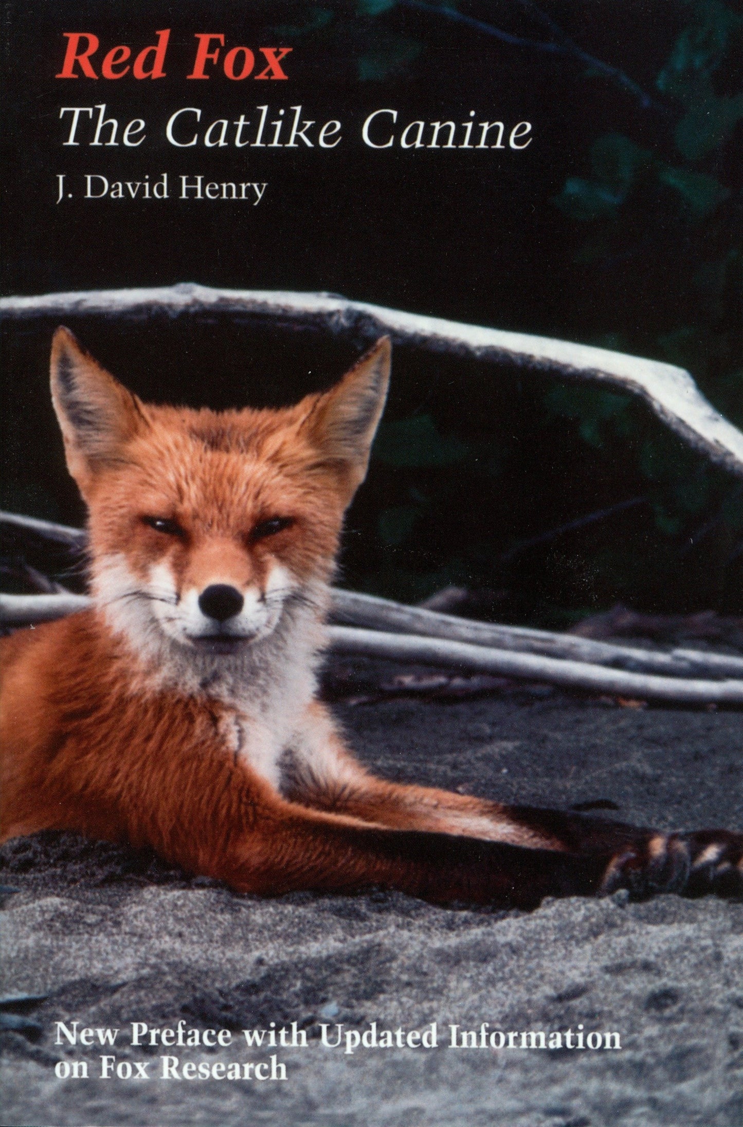 Red Fox - The Catlike Canine