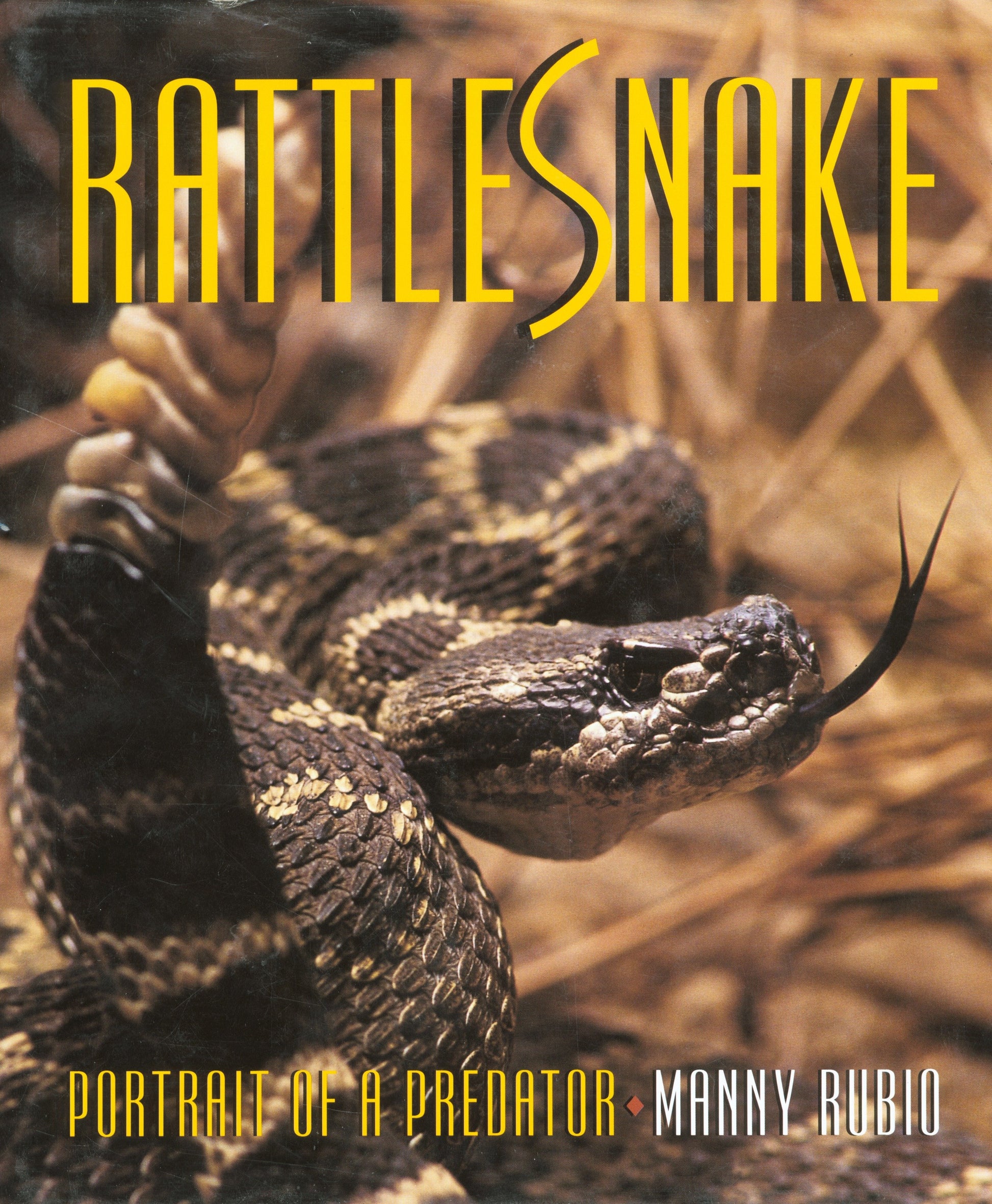Rattlesnake - Portrait of a Predator