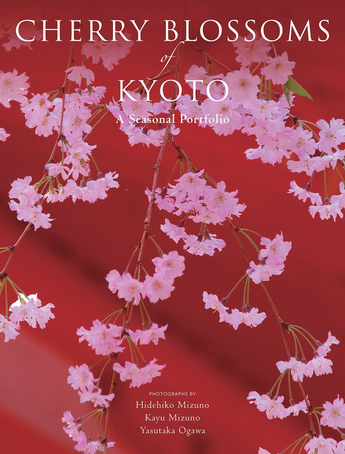 Cherry Blossoms of Kyoto - A Seasonal Portfolio