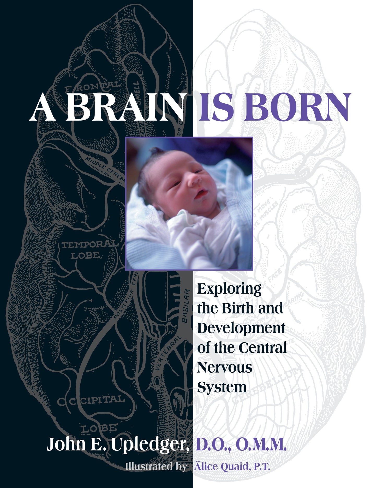A Brain Is Born - Exploring the Birth and Development of the Central Nervous System