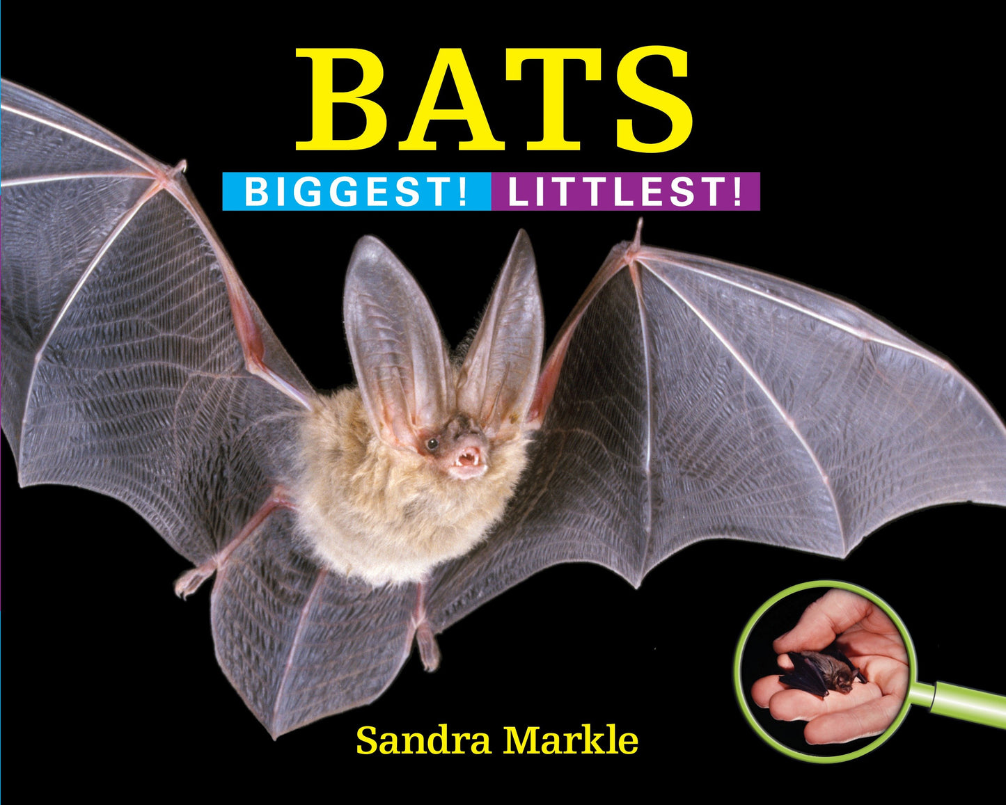 Bats - Biggest! Littlest! (Biggest! Littlest!)