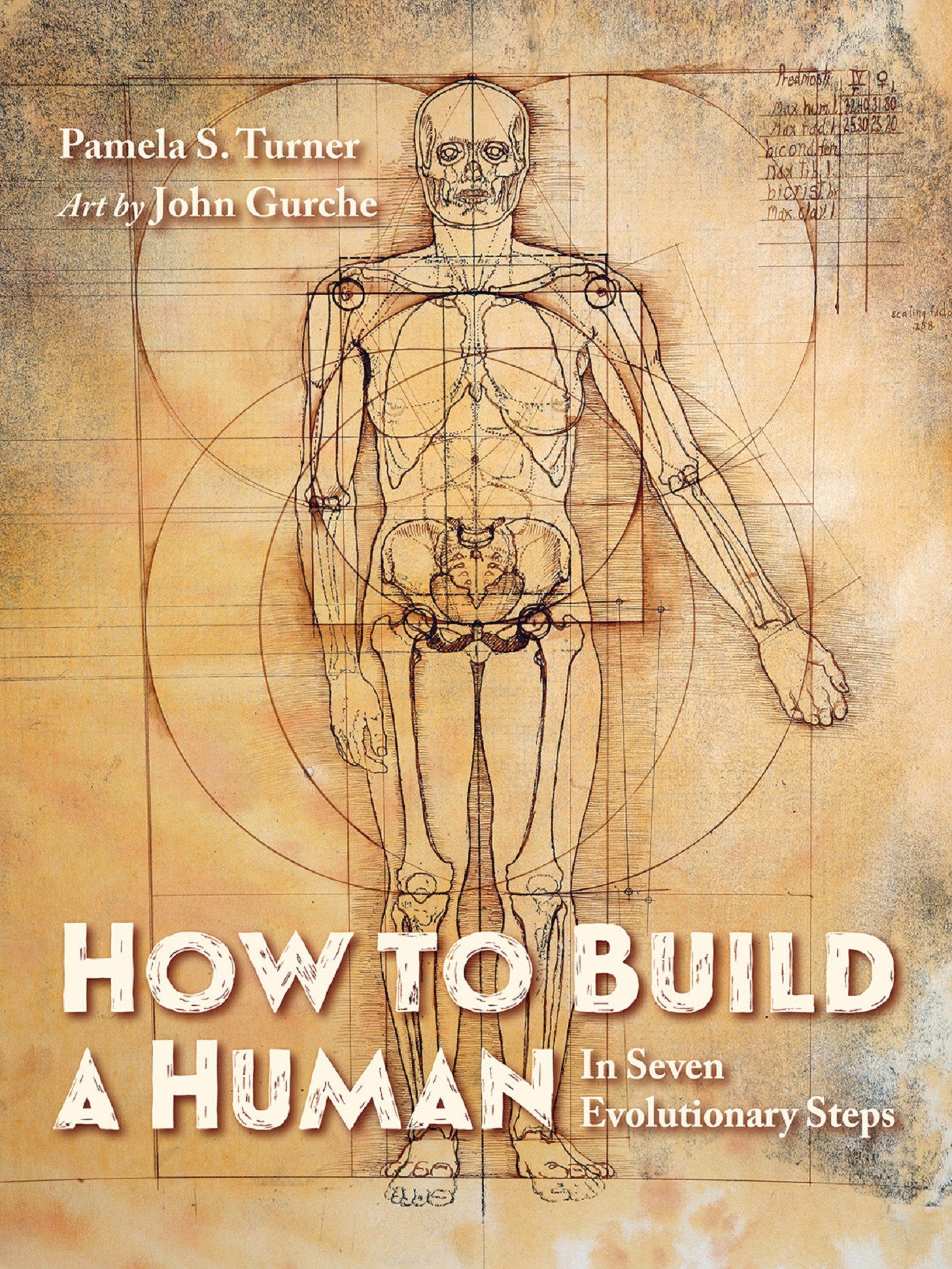 How to Build a Human - In Seven Evolutionary Steps