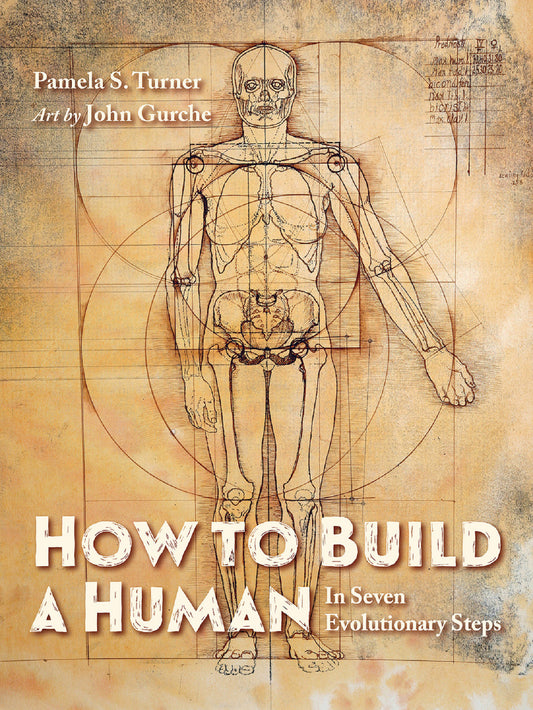 How to Build a Human - In Seven Evolutionary Steps