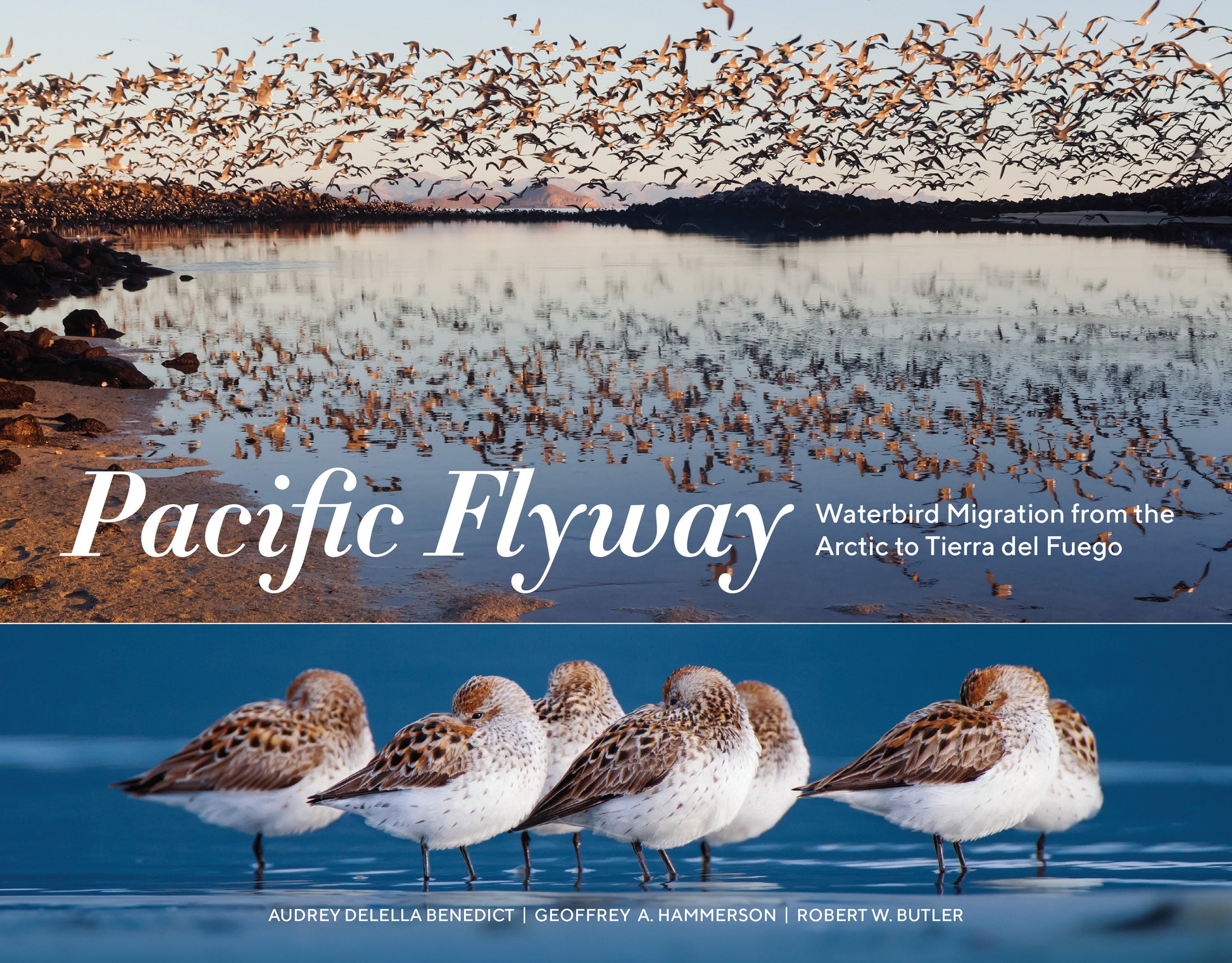 Pacific Flyway - Waterbird Migration from the Arctic to Tierra del Fuego