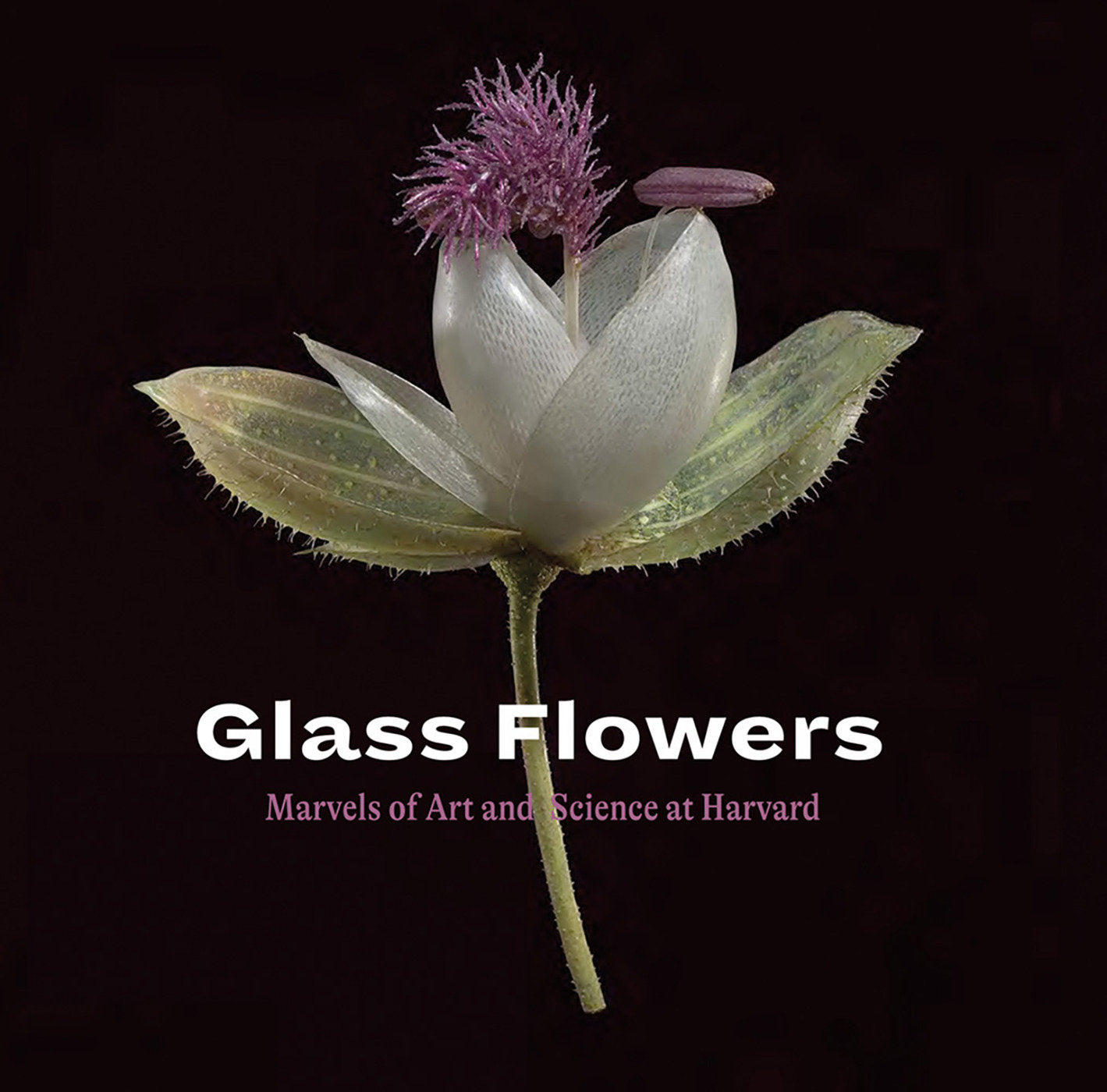 Glass Flowers - Marvels of Art and Science at Harvard