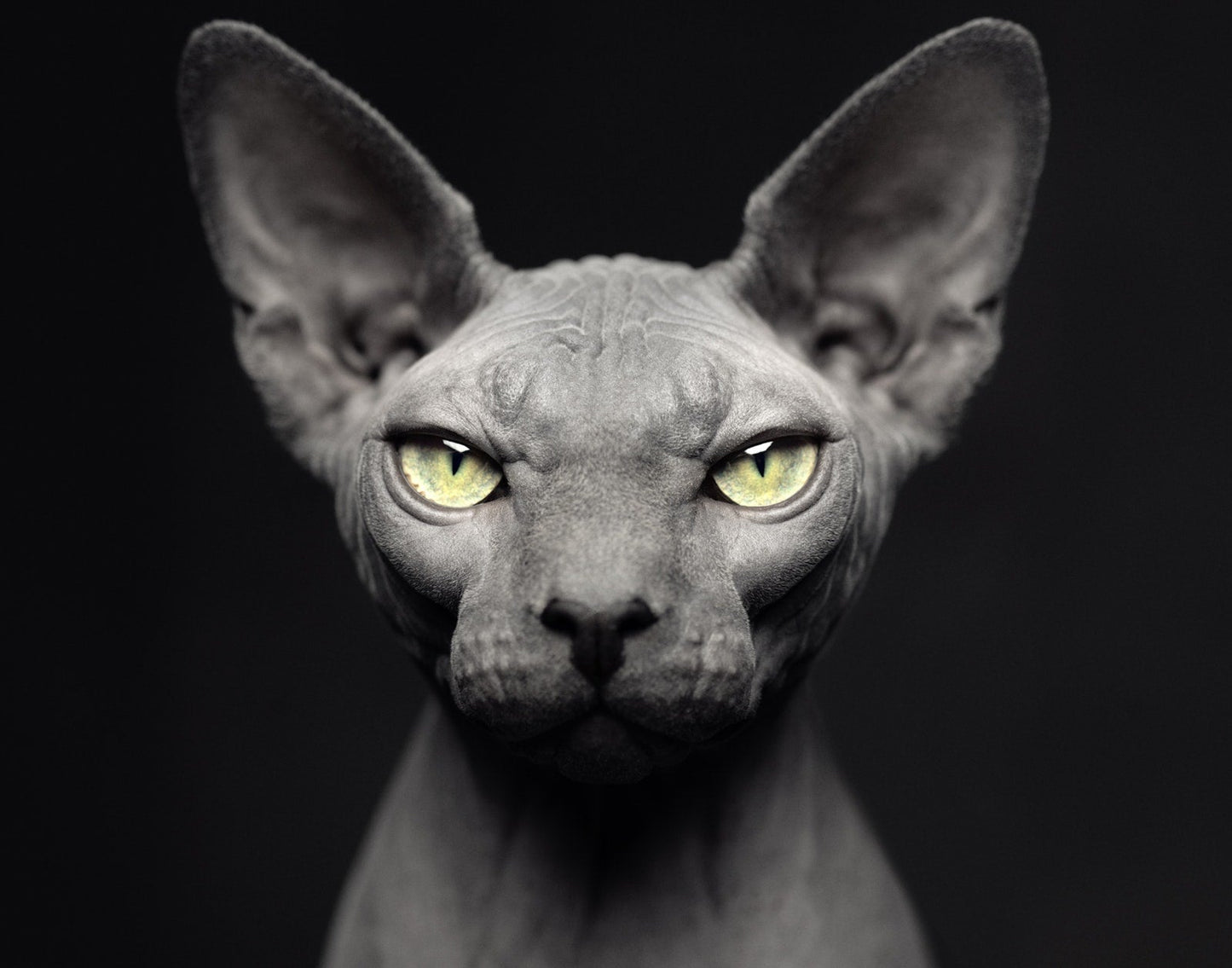 Between Us: Animal Portraits
