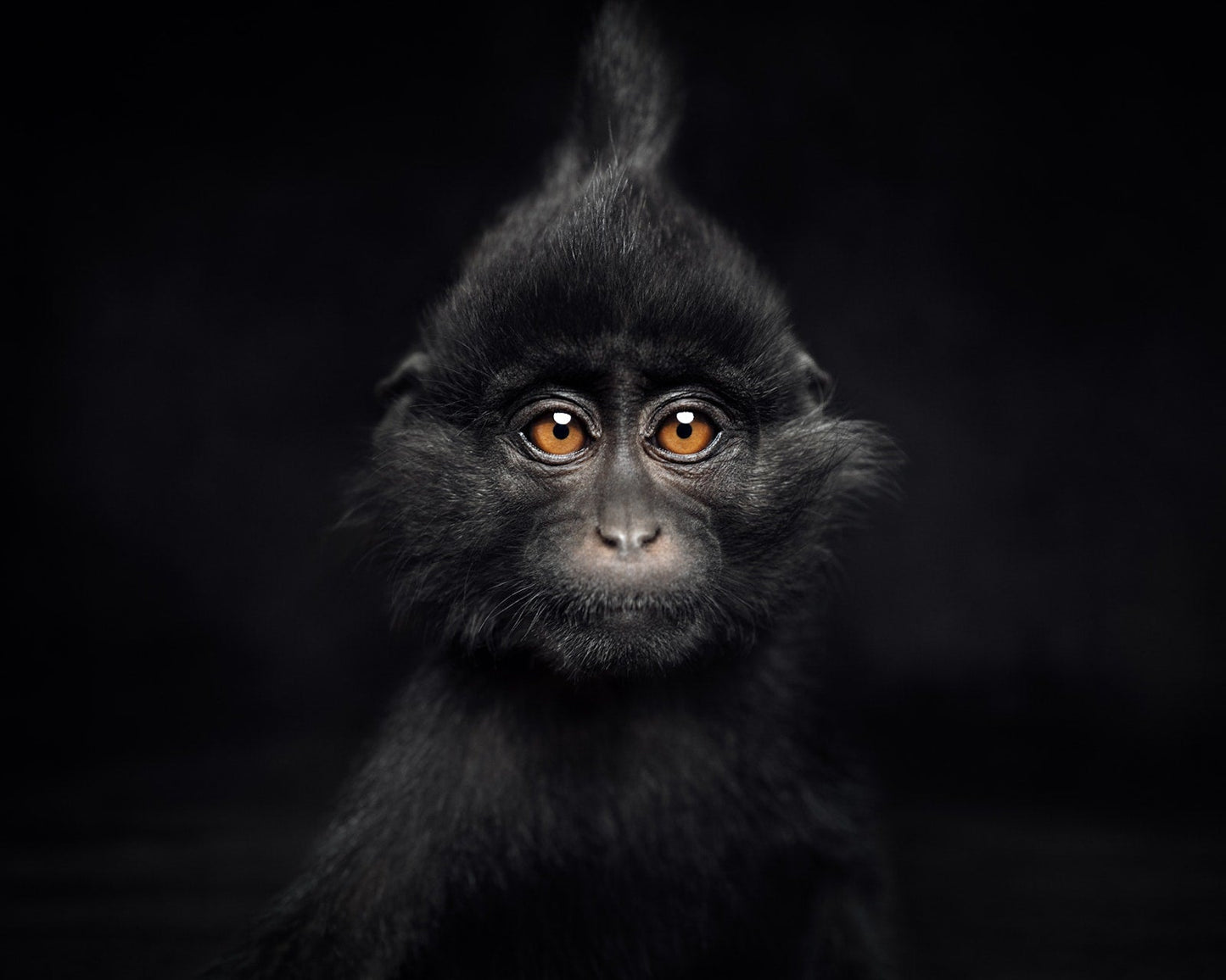 Between Us: Animal Portraits