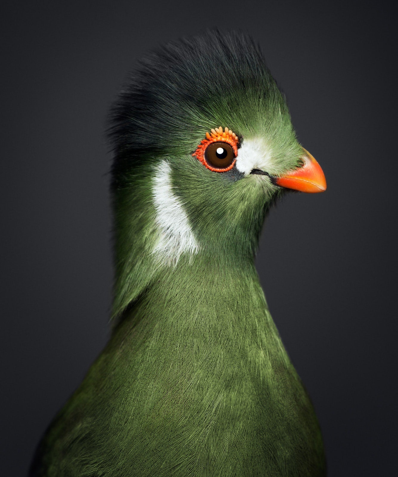 Between Us: Animal Portraits