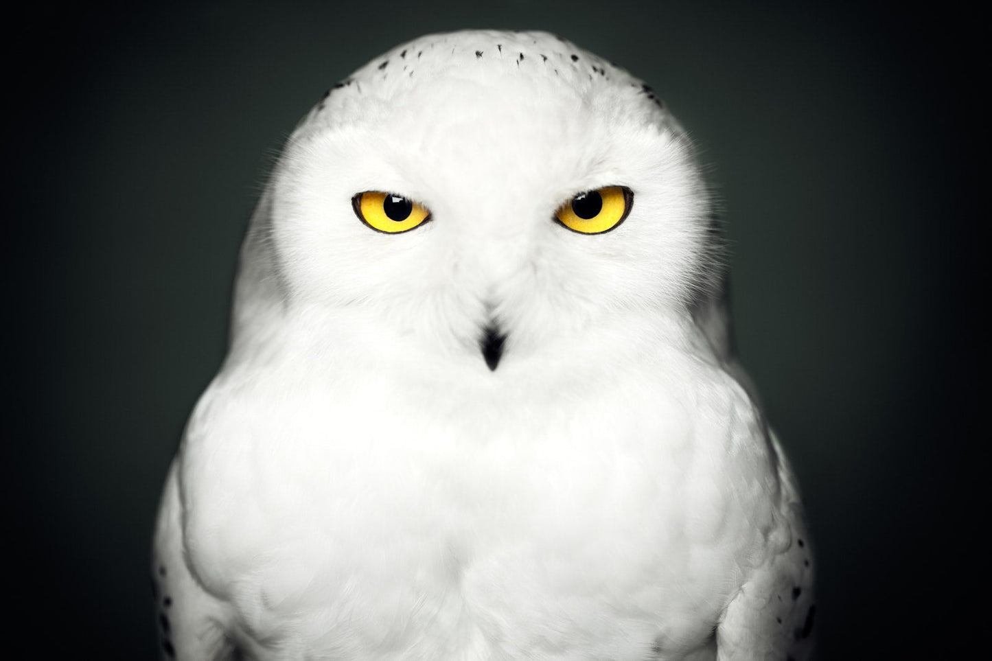 Between Us: Animal Portraits