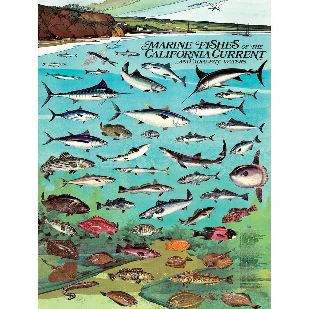 Fishes of the California Current 1000 Piece Jigsaw Puzzle NYPC