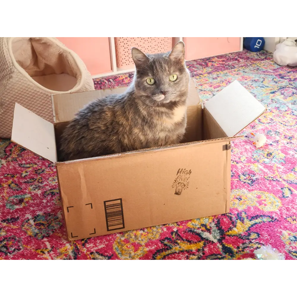 Belle In a Box Floral Cat Embroidery Kit Kits