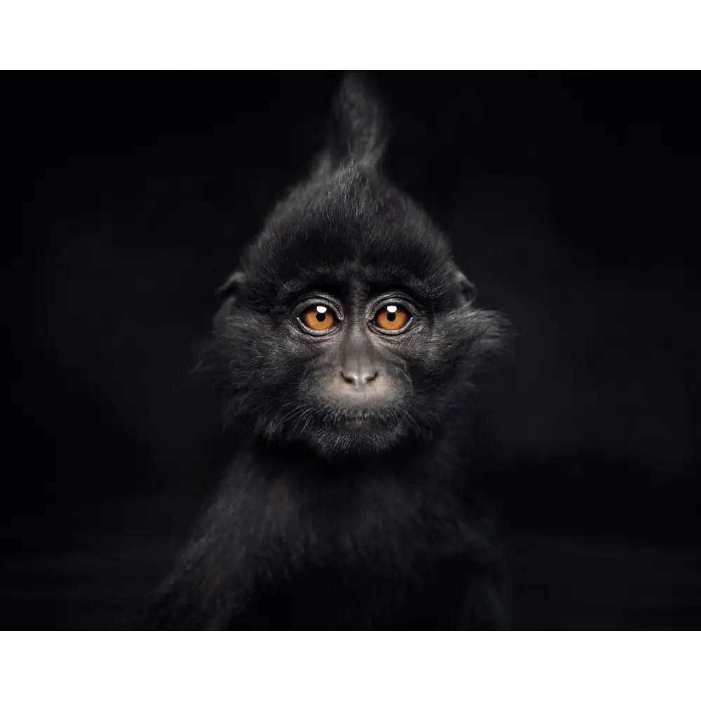 Between Us: Animal Portraits Book