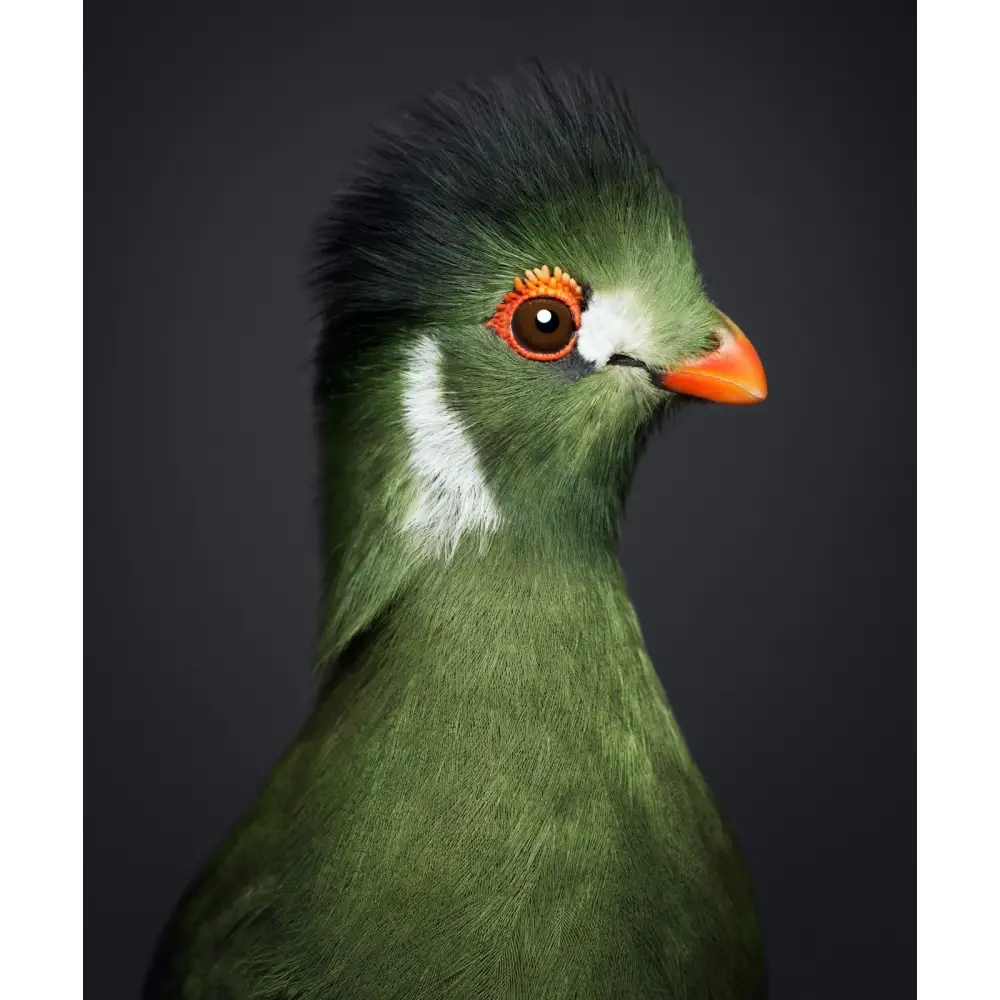 Between Us: Animal Portraits Book