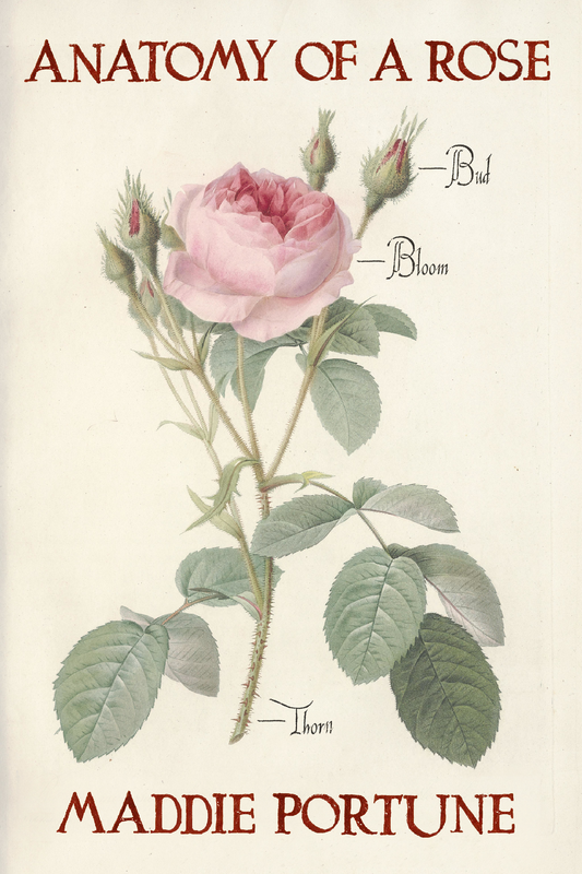 Anatomy of a Rose, by Maddie Portune