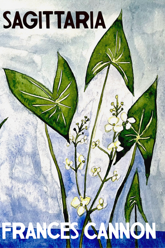 Sagittaria, by Frances Cannon