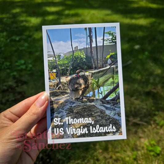 St. Thomas USVI Postcard – Tropical Island Bird – Original Photography by Creative By Sanchez - Postcard
