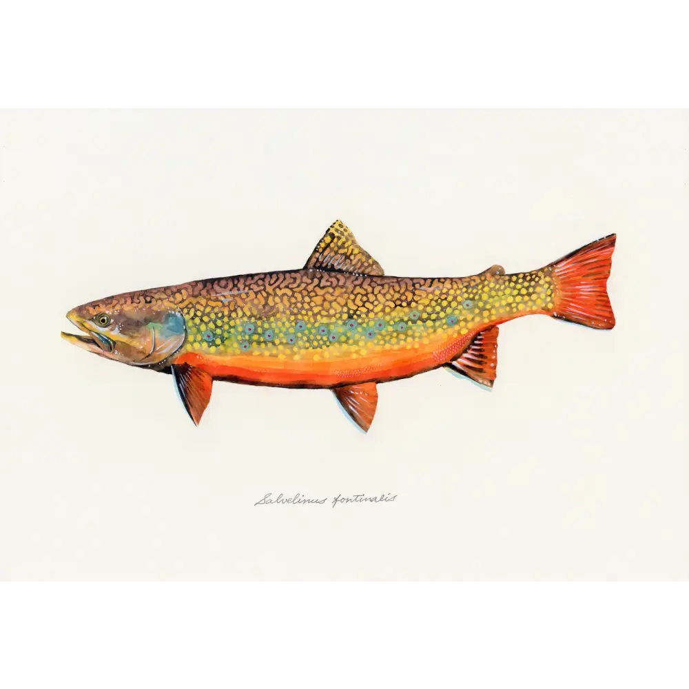 The Fly Fisher Book