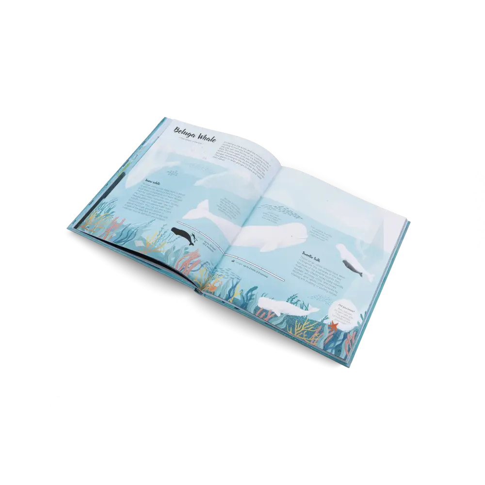 The World of Whales Book