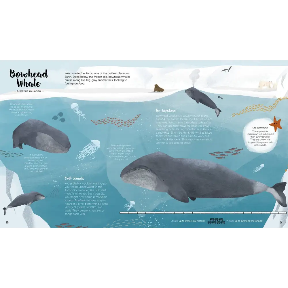 The World of Whales Book